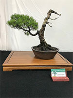 White Pine